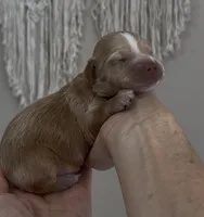 Sage Light Green Collar cockapoo, a male Cockapoo for sale in Tulare, CA – Photo 5 of 10