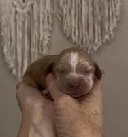 Sage Light Green Collar cockapoo, a male Cockapoo for sale in Tulare, CA – Photo 8 of 10