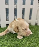Sage Light Green Collar cockapoo, a male Cockapoo for sale in Tulare, CA – Photo 3 of 10