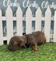 Hatch Blue Collar cockapoo, a male Cockapoo for sale in Tulare, CA – Photo 3 of 8