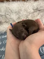 Hatch Blue Collar cockapoo, a male Cockapoo for sale in Tulare, CA – Photo 6 of 8