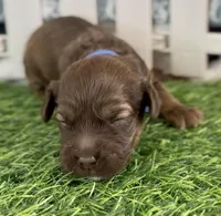 Hatch Blue Collar cockapoo, a male Cockapoo for sale in Tulare, CA – Photo 1 of 8