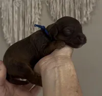 Hatch Blue Collar cockapoo, a male Cockapoo for sale in Tulare, CA – Photo 4 of 8