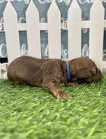 Hatch Blue Collar cockapoo, a male Cockapoo for sale in Tulare, CA – Photo 2 of 8