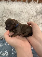 Hatch Blue Collar cockapoo, a male Cockapoo for sale in Tulare, CA – Photo 5 of 8