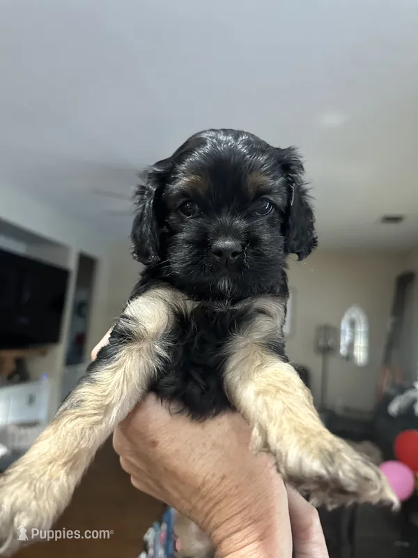 Daisy Hot Pink collar cockapoo – Cockapoo puppy for sale in Tulare, CA