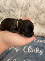 Blossom Female Light Pink Collar cockapoo, a female Cockapoo for sale in Tulare, CA – Photo 6 of 8