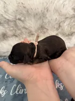 Blossom Female Light Pink Collar cockapoo, a female Cockapoo for sale in Tulare, CA – Photo 5 of 8