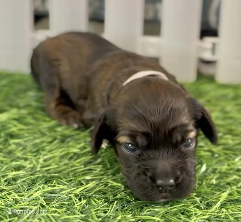 Blossom Female Light Pink Collar cockapoo – Cockapoo puppy for sale in Tulare, CA