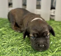Blossom Female Light Pink Collar cockapoo, a female Cockapoo for sale in Tulare, CA – Photo 1 of 8