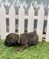 Blossom Female Light Pink Collar cockapoo, a female Cockapoo for sale in Tulare, CA – Photo 2 of 8