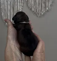 Blossom Female Light Pink Collar cockapoo, a female Cockapoo for sale in Tulare, CA – Photo 4 of 8