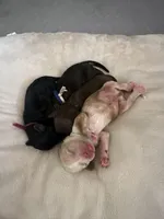 Blossom Female Light Pink Collar cockapoo, a female Cockapoo for sale in Tulare, CA – Photo 7 of 8