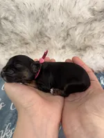 Daisy Hot Pink collar cockapoo, a female Cockapoo for sale in Tulare, CA – Photo 7 of 10