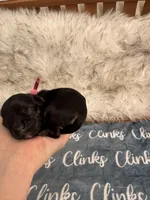 Daisy Hot Pink collar cockapoo, a female Cockapoo for sale in Tulare, CA – Photo 9 of 10