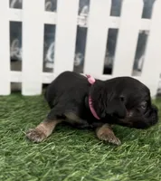 Daisy Hot Pink collar cockapoo, a female Cockapoo for sale in Tulare, CA – Photo 2 of 10