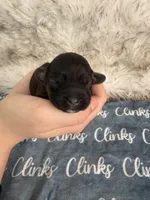 Daisy Hot Pink collar cockapoo, a female Cockapoo for sale in Tulare, CA – Photo 8 of 10
