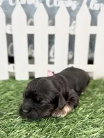 Daisy Hot Pink collar cockapoo, a female Cockapoo for sale in Tulare, CA – Photo 3 of 10