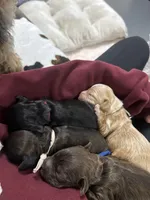 Daisy Hot Pink collar cockapoo, a female Cockapoo for sale in Tulare, CA – Photo 10 of 10