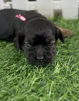 Daisy Hot Pink collar cockapoo, a female Cockapoo for sale in Tulare, CA – Photo 1 of 10