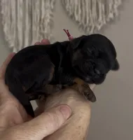 Daisy Hot Pink collar cockapoo, a female Cockapoo for sale in Tulare, CA – Photo 6 of 10