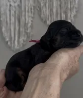 Daisy Hot Pink collar cockapoo, a female Cockapoo for sale in Tulare, CA – Photo 5 of 10