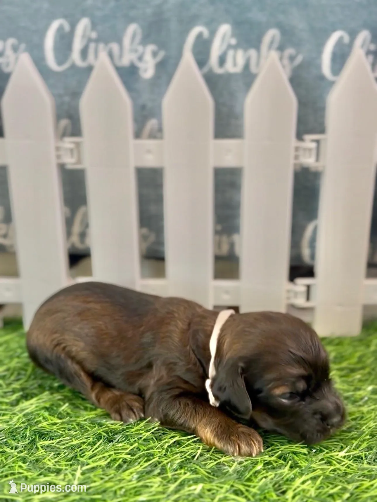 Blossom Female Light Pink Collar cockapoo, a female Cockapoo for sale in Tulare, CA – Photo 3 of 8