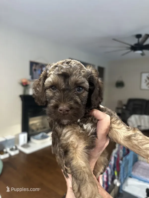 Hatch Blue Collar cockapoo – Cockapoo puppy for sale in Tulare, CA