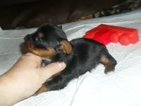 Regan, a female Yorkshire Terrier for sale in Woodfin, NC – 2 of 4