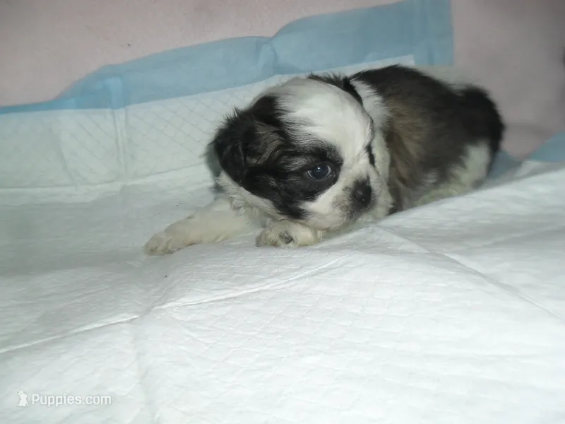 Axel – Shih Tzu puppy for sale in Woodfin, NC