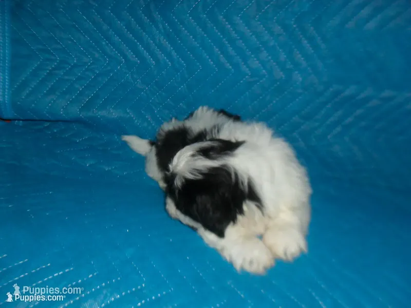 Spider – Shih Tzu puppy for sale in Woodfin, NC