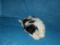 Spider, a male Shih Tzu for sale in Woodfin, NC – 5 of 5