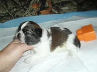 Cricket, a female Shih Tzu for sale in Woodfin, NC – 5 of 6