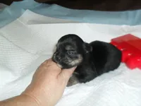 Toby, a male Yorkshire Terrier and Malchi for sale in Woodfin, NC – 3 of 4