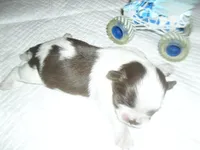River, a male Mal Shi for sale in Woodfin, NC – 5 of 5