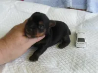 Razor, a male Yorkshire Terrier for sale in Woodfin, NC – 2 of 5