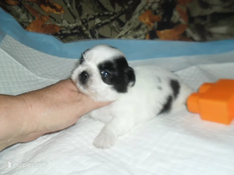 Jade – Shih Tzu puppy for sale in Woodfin, NC