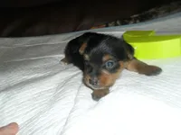 Remi, a female Yorkshire Terrier for sale in Woodfin, NC – 3 of 5