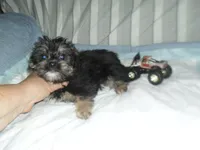 Toby, a male Yorkshire Terrier and Malchi for sale in Woodfin, NC – 2 of 5