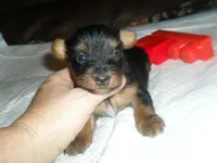 Regan, a female Yorkshire Terrier for sale in Woodfin, NC – 3 of 4