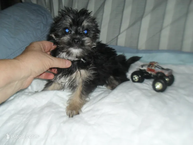 Toby – Yorkshire Terrier, Malchi puppy for sale in Woodfin, NC