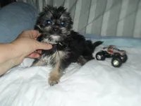 Toby, a male Yorkshire Terrier and Malchi for sale in Woodfin, NC – 1 of 5