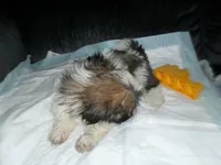 Ryker, a male Shih Tzu for sale in Woodfin, NC – 4 of 5