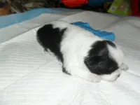 Spider, a male Shih Tzu for sale in Woodfin, NC – 2 of 6