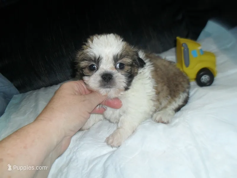 Jax – Shih Tzu puppy for sale in Woodfin, NC