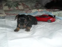 Ryder, a male Yorkshire Terrier for sale in Woodfin, NC – Photo 4 of 4