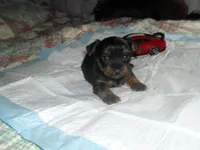 Ryder, a male Yorkshire Terrier for sale in Woodfin, NC – Photo 3 of 4