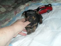 Ryder, a male Yorkshire Terrier for sale in Woodfin, NC – Photo 2 of 4