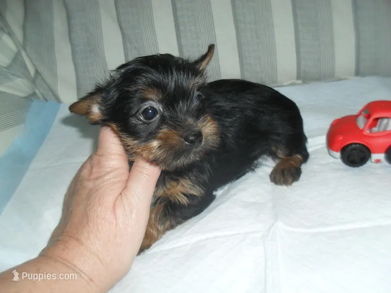 Ryder – Yorkshire Terrier puppy for sale in Woodfin, NC
