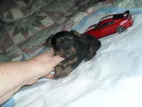 Ryder, a male Yorkshire Terrier for sale in Woodfin, NC – Photo 1 of 4